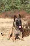 MALINOIS 105